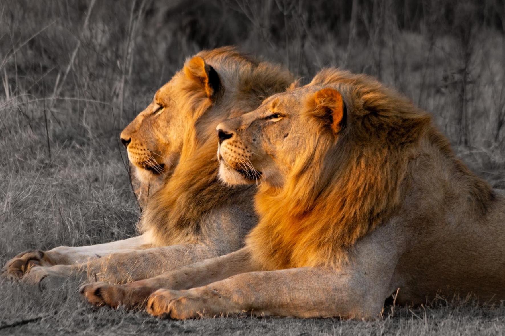 Out In Africa Wildlife Lodge Hammanskraal Eksteriør billede